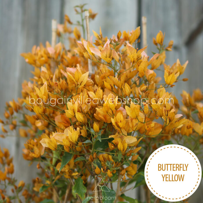 trópusi dézsás dísznövények vásárlása Butterfly Yellow bougainvillea Magyarország