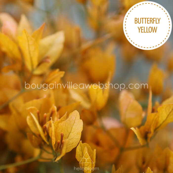 eladó bougainvillea mediterrán növénypiac Magyarország Butterfly Yellow murvafürt