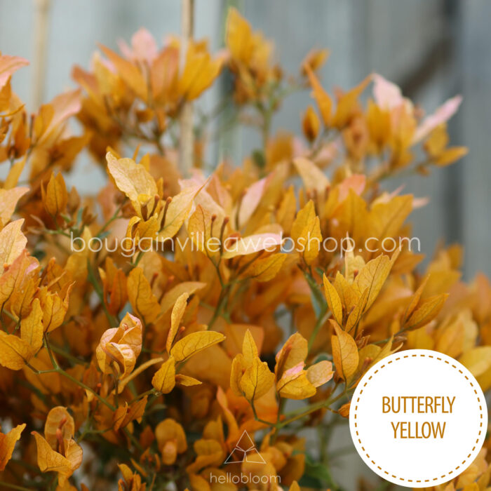 eladó bougainvillea mediterrán növénypiac Magyarország Butterfly Yellow murvafürt