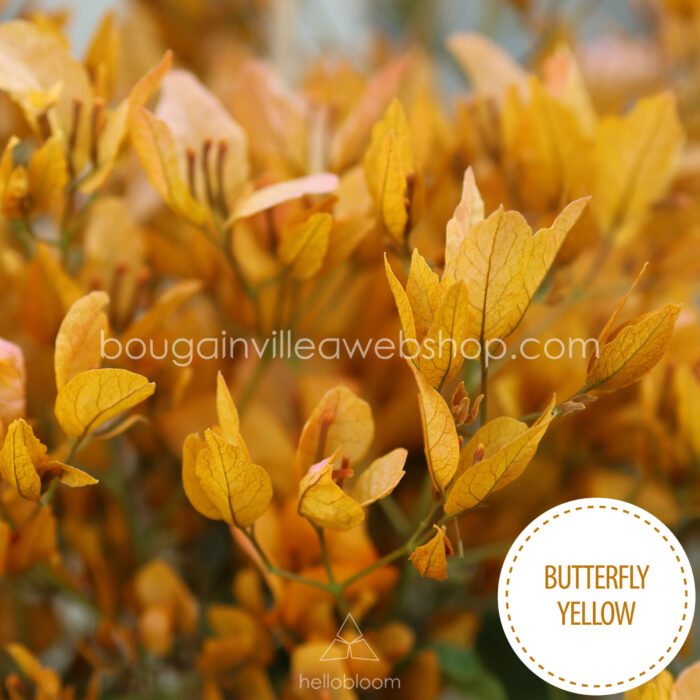 trópusi dézsás dísznövények vásárlása Butterfly Yellow bougainvillea Magyarország
