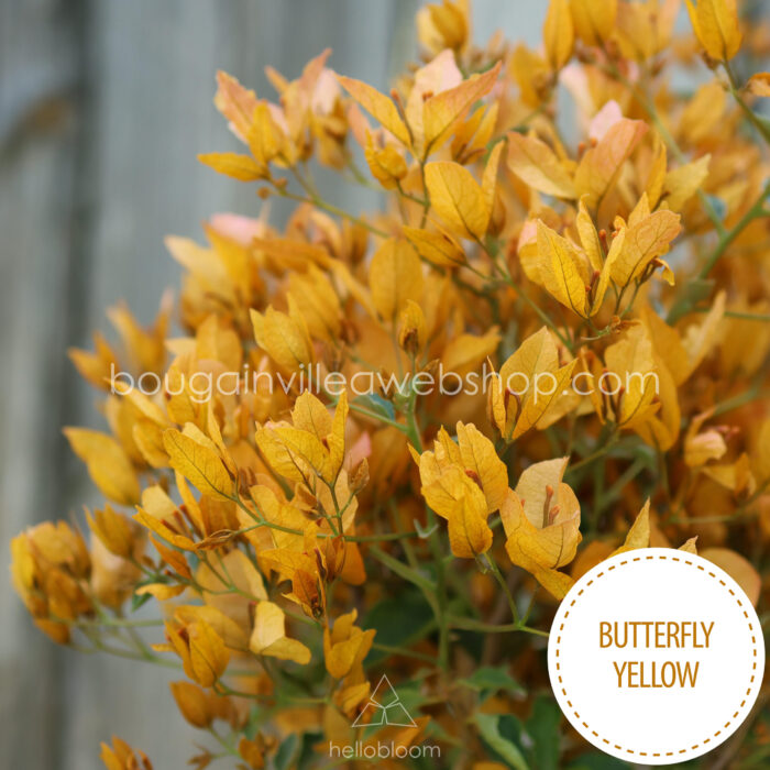 Butterfly Yellow bougainvillea, Butterfly Yellow murvafürt, egzotikus dísznövény
