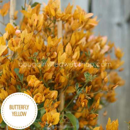 mediterrán kúszónövény napimádó Magyarország Butterfly Yellow bougainvillea, Mediterranean climbing plant sun-lover in Europe
