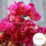 Chitra MOnduring rare tropical exotic ornamental plants webshop Hungary