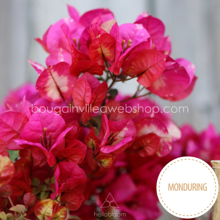 Chitra MOnduring rare tropical exotic ornamental plants webshop Hungary