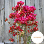 Chitra MOnduring bougainvillea gardening webshop online ornamental plant order
