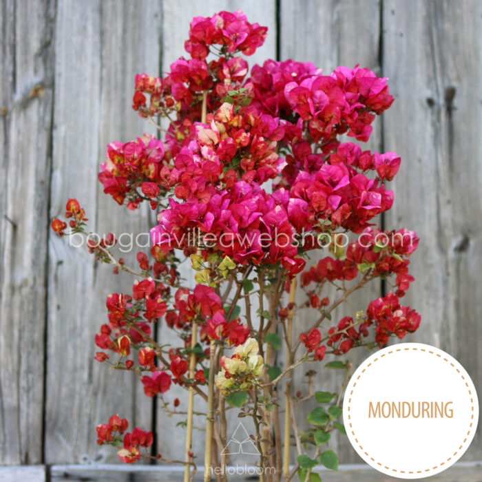 Chitra MOnduring bougainvillea gardening webshop online ornamental plant order