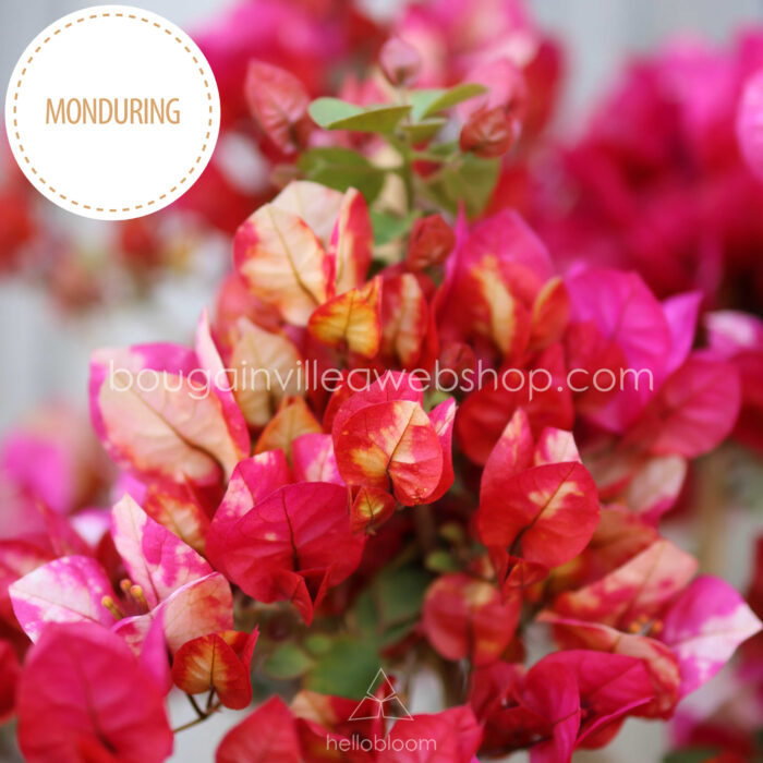 Chitra Monduring bougainvillea on the Hungarian Mediterranean plant market