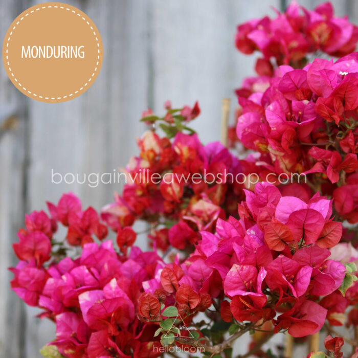 For sale Chitra MOnduring bougainvillea artisanal ivy webshop