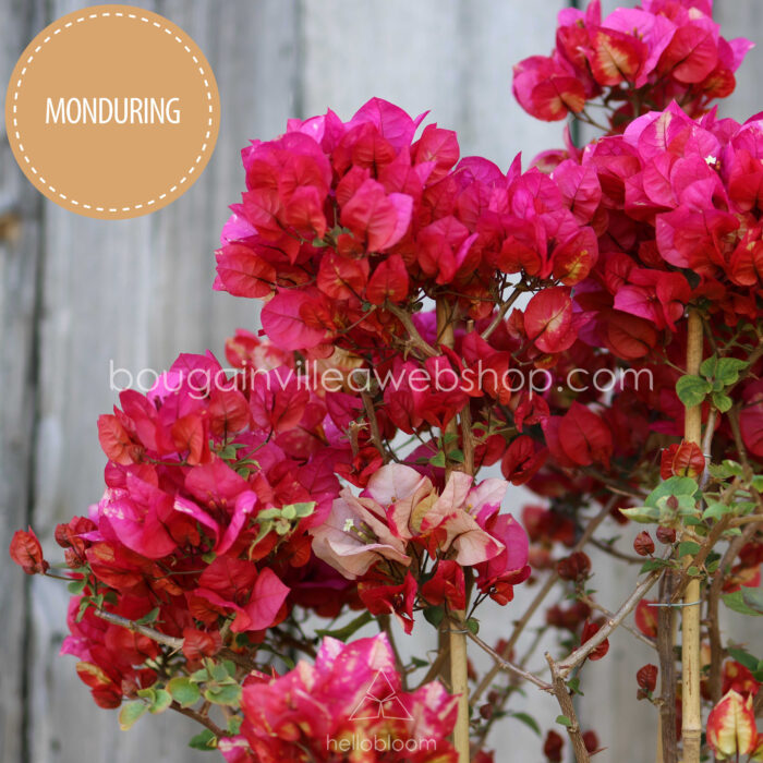 Chitra Monduring bougainvillea for sale craft gardening trophy ornamental plant