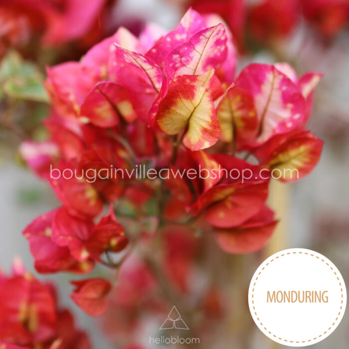 Bougainvillea gardening in Hungary Chitra Monduring