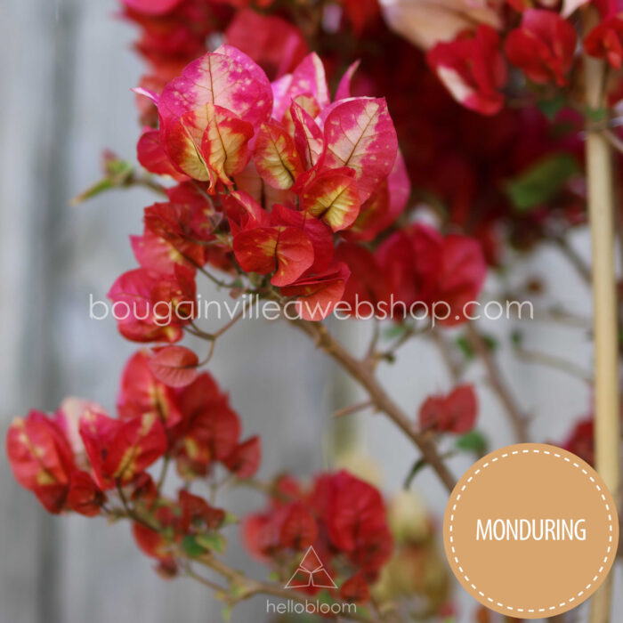 Chitra Monduring bougainvillea, Monduring exotic ivy