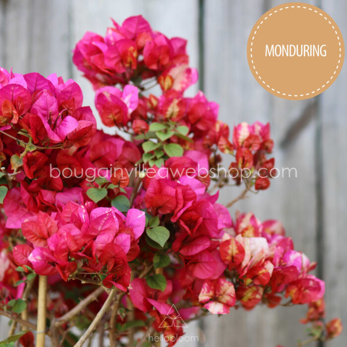 Chitra Monduring bougainvillea Mediterranean plant market