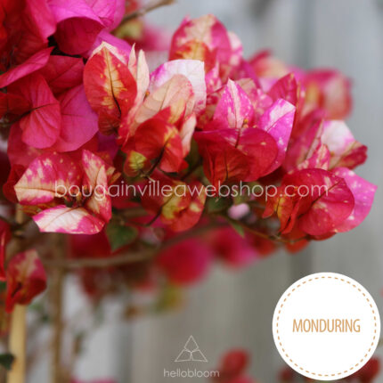 Special multicoloured flowering ivy for sale