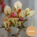 Monduring bougainvillea for sale in Hungary and the European Union