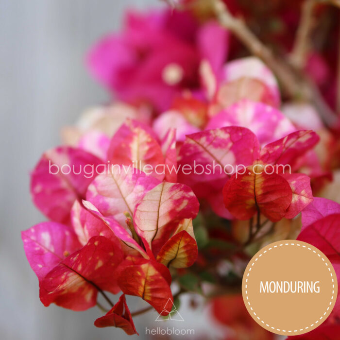 Chitra Monduring bougainvillea
