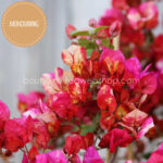 Chitra Monduring ivy for sale from hellobloom craft nursery. Home delivery in Hungary and the EU