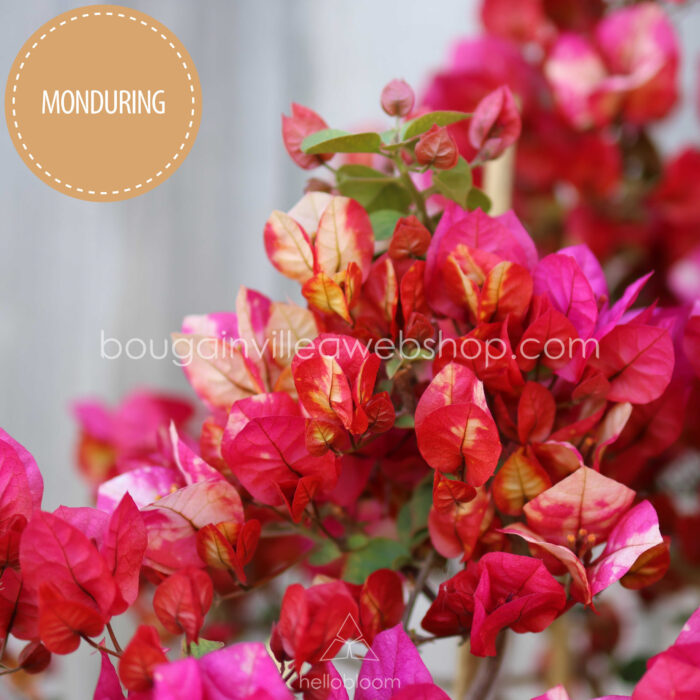 Chitra Monduring ivy for sale from hellobloom craft nursery. Home delivery in Hungary and the EU
