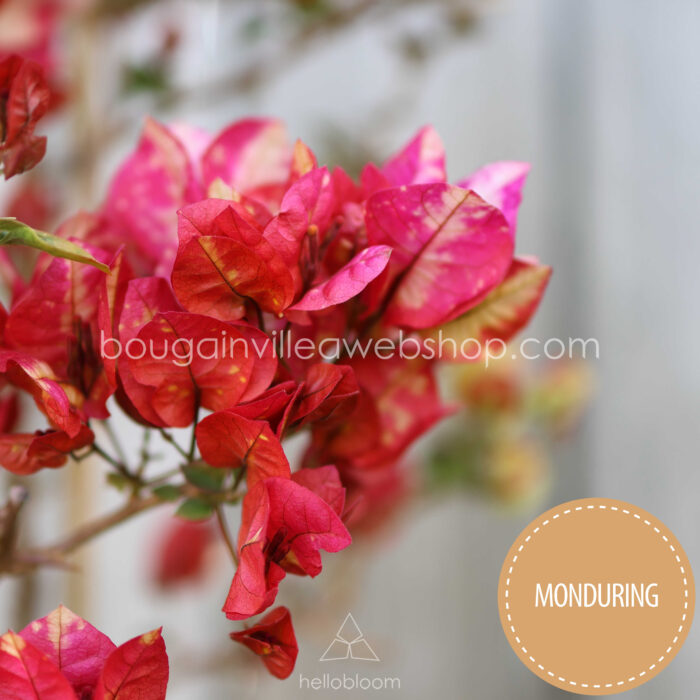 Chitra Monduring a special Mediterranean ornamental plant with variegated, brightly coloured flowers