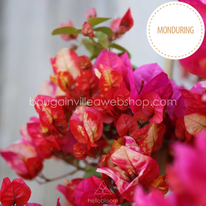Monduring bougainvillea for sale in Hungary