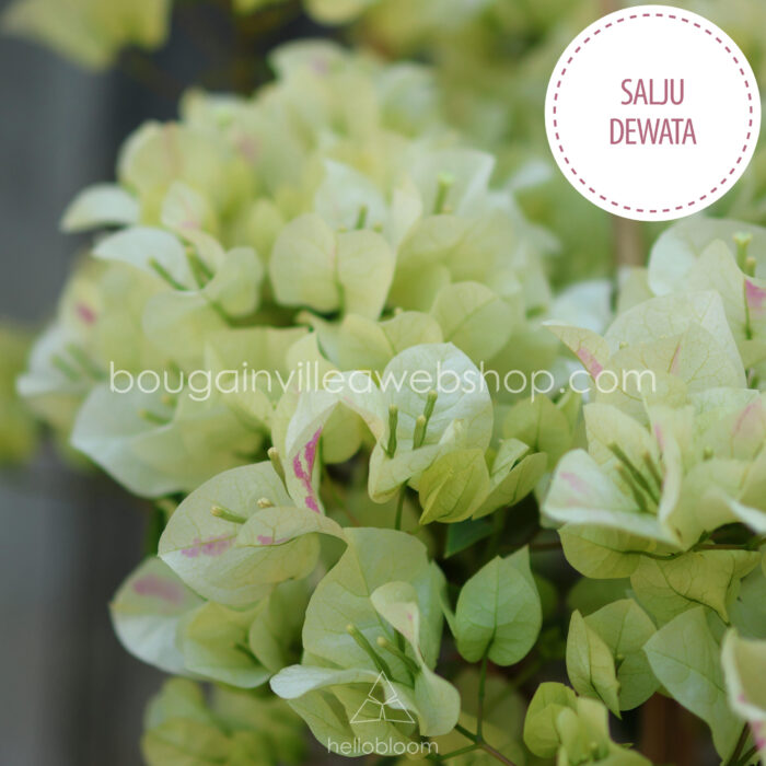Salju Dewata kopasz murvafürt ritka egzotikus kerti dísznövény webshop Magyarország