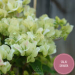 trópusi egzotikus dísznövény online webshop bougainvillea Salju Dewata
