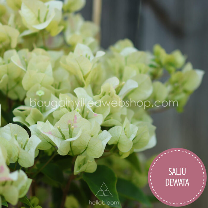 trópusi egzotikus dísznövény online webshop bougainvillea Salju Dewata