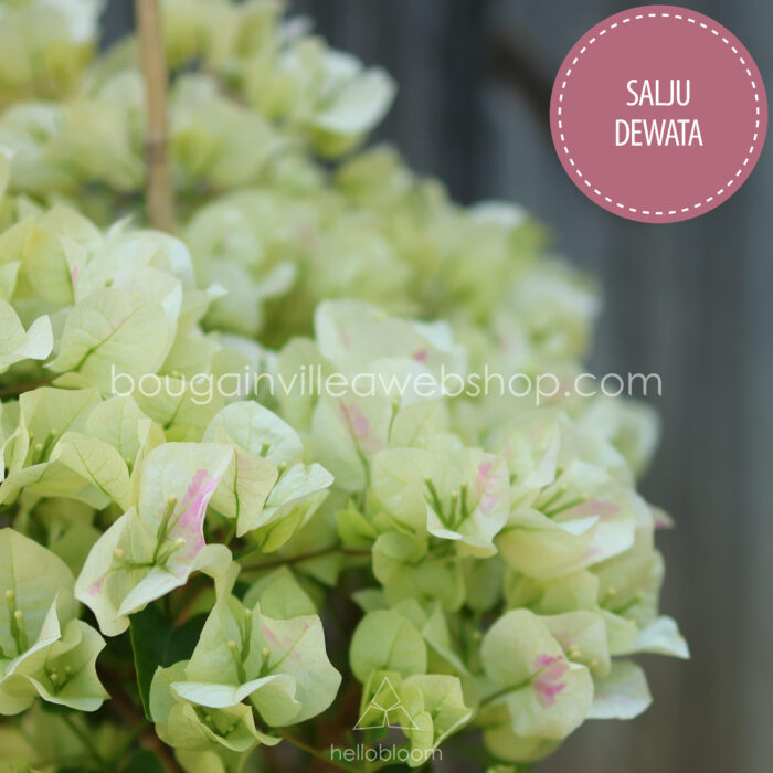 Krémsárga sokat virágzó trópusi egzotikus dísznövény Salju Dewata bougainvillea