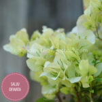 magyarország bougainvillea webshop mediterrán növénypiac Salju Dewata bougainvillea