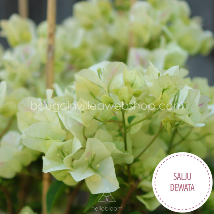 Salju Dewata bougainvillea krémszínű murvafürt dísznövény online webshop