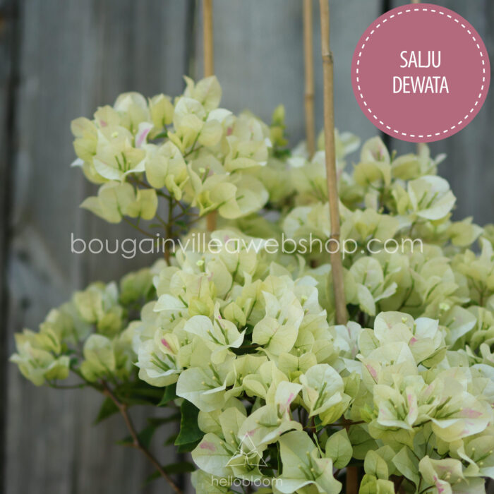 bougainvillea webshop Magyarország Salju Dewata bougainvillea mediterrán dísznövény
