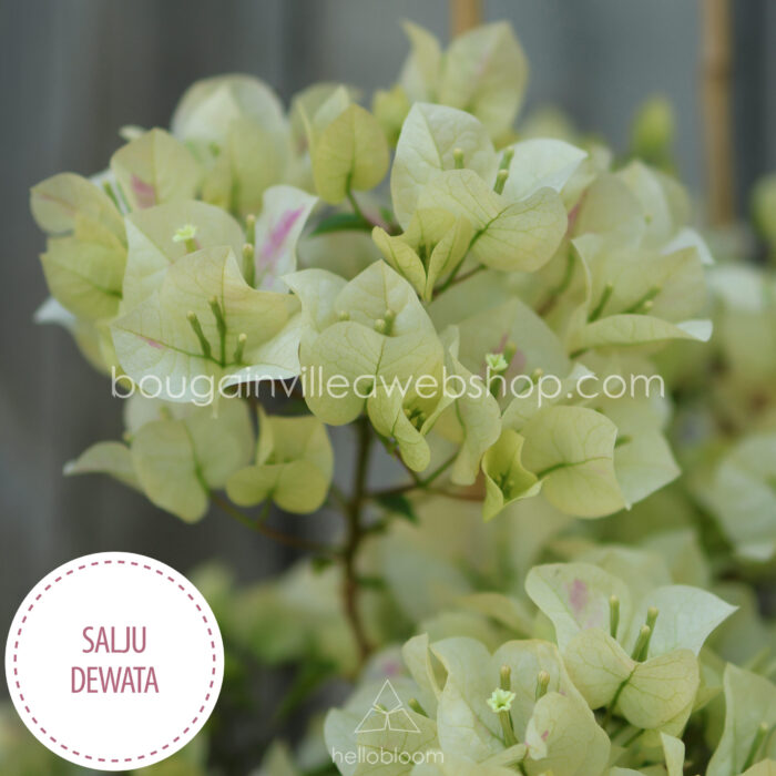 Salju Dewata bougainvillea murvafürt eladó kertészet magyarország mediterrán növénypiac bougainvillea eladó