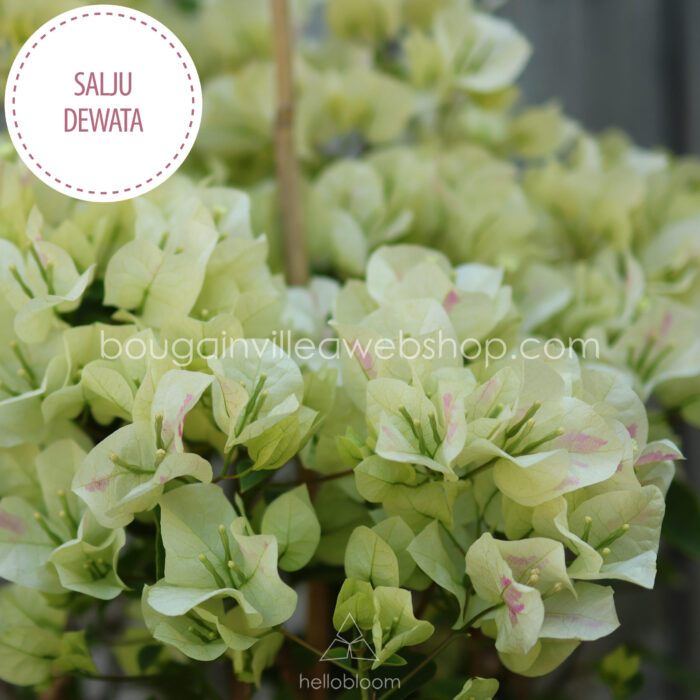 Salju Dewata bougainvillea gazdagon virágzó dézsás dísznövény
