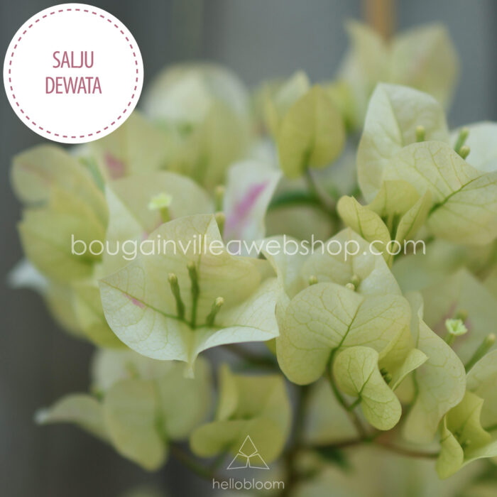 Salju Dewata bougainvillea trópusi mediterrán dísznövény kertészet eladó