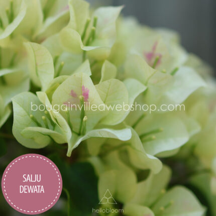 Salju Dewata bougainvillea, Salju Dewata murvafürt, mediterrán dísznövények