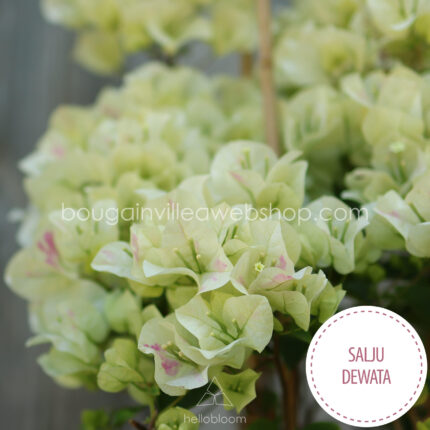 salju dewata bougainvillea online webshop növény rendelés magyarország kézműves kertészet