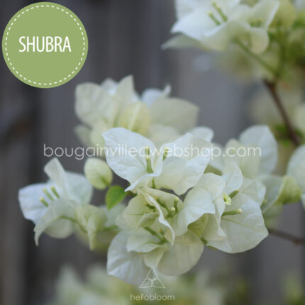 Shubra bougainvillea, Shubra egzotikus murvafürt
