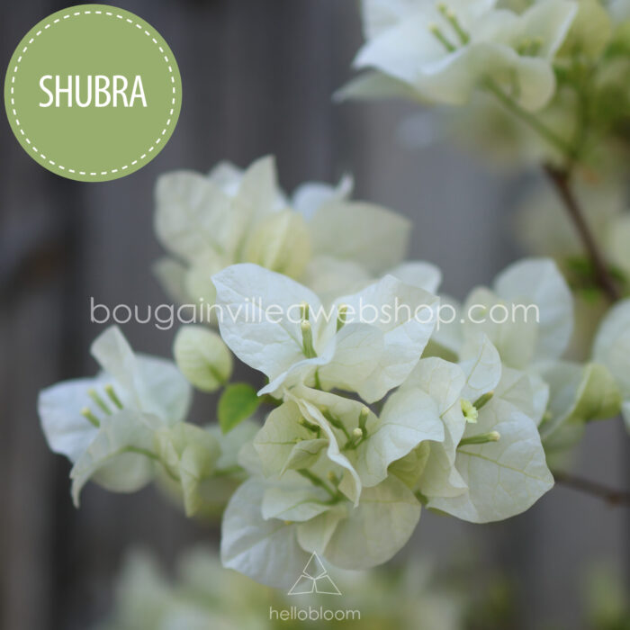 Shubra bougainvillea, Shubra exotic ivy