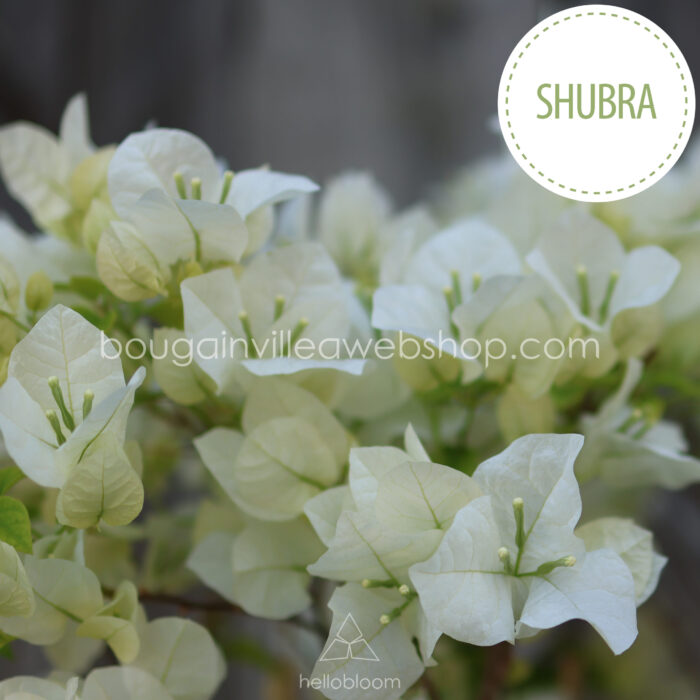 rare exotic Shubra bougainvillea webshop hellobloom