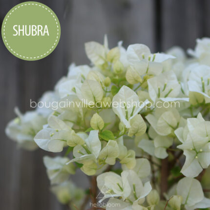 Shubra mediterrán növénypiac eladó bougainvillea murvafürt