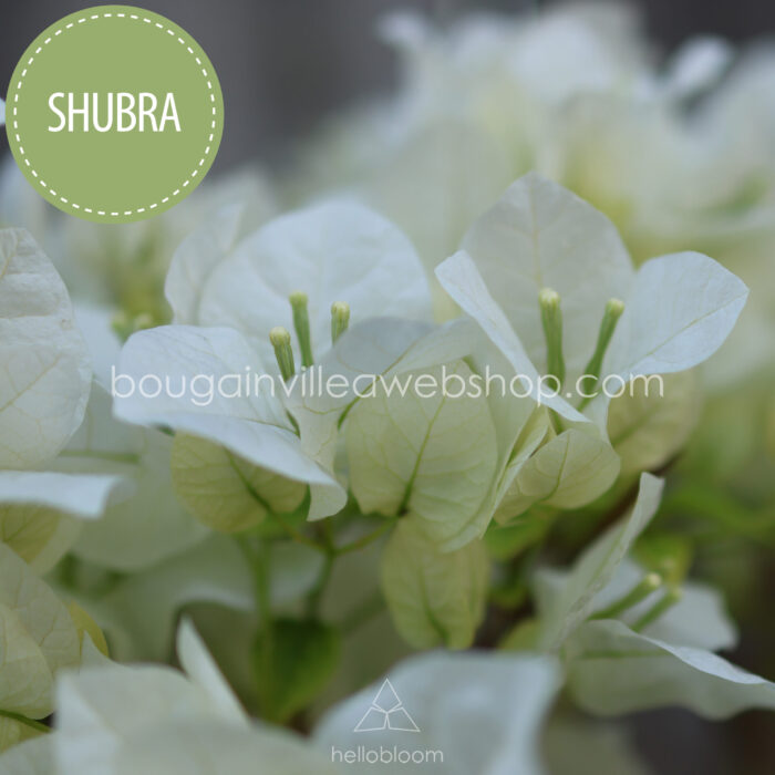 Shubra bougainvillea artisanal horticulture ornamental plant for sale