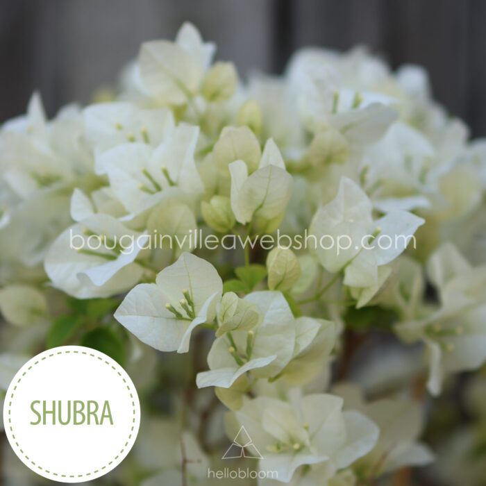 Shubra bougainvillea ivy for sale Hungary ornamental plant