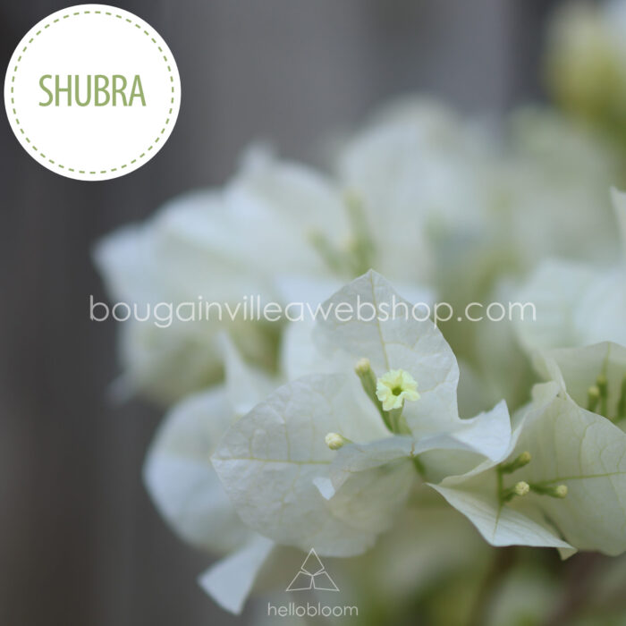 Hungary bougainvillea webshop Mediterranean plant market