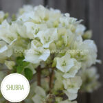 Shubra bougainvillea white flowered ivy ornamental plant online webshop