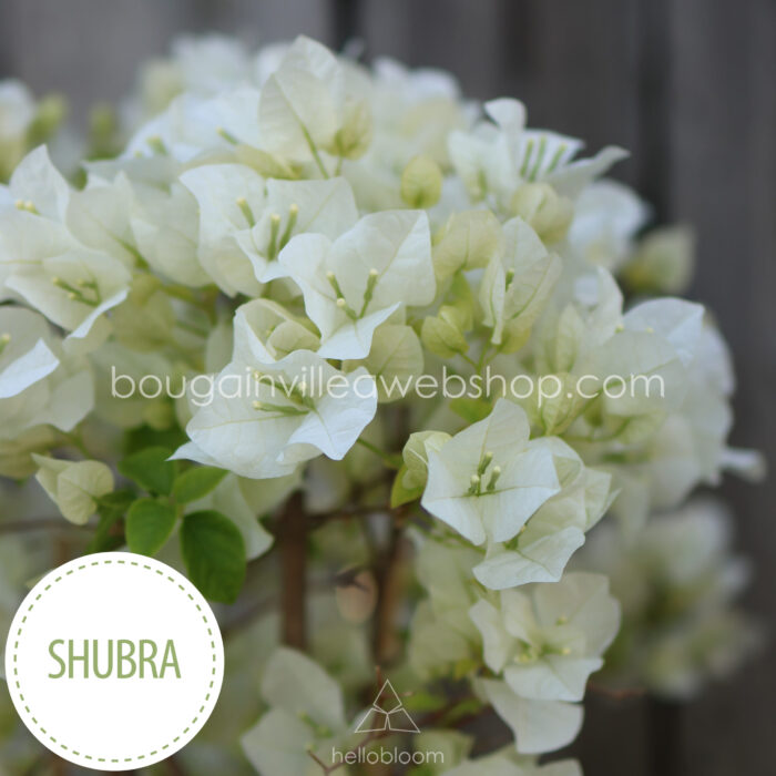 Shubra bougainvillea white flowered ivy ornamental plant online webshop