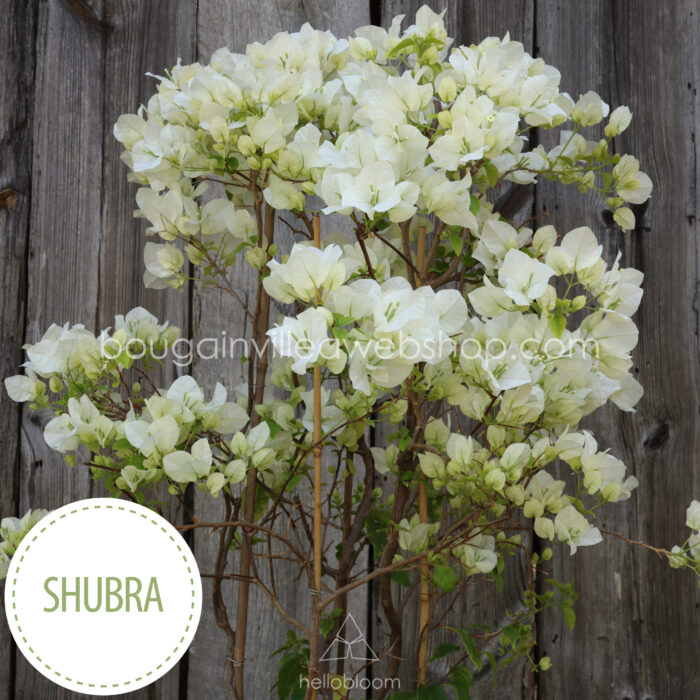 Shubra bougainvillea garden lot flowering ornamental plants for sale webshop