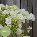 Shubra ivy bougainvillea ornamental plants webshop Hungary