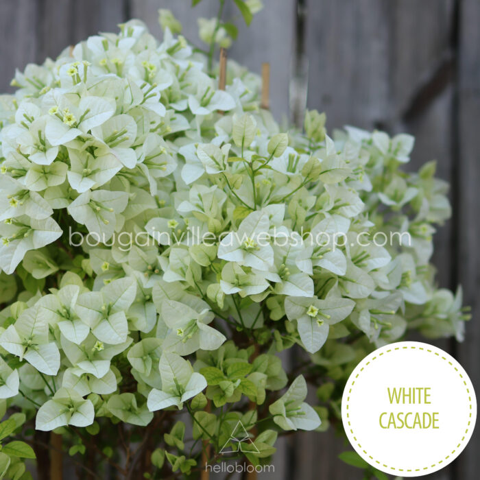 White Cascade bougainvillea bougainvillea from Hungary