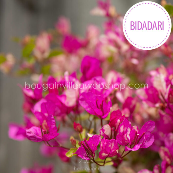Bidadari bougainvillea, Bidadari murvafürt, egzotikus dísznövények