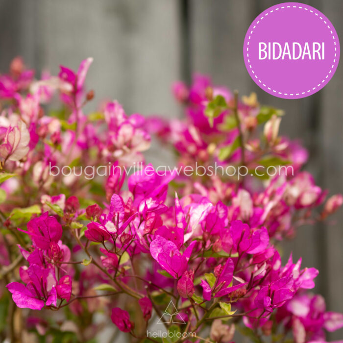 Exotic ornamental plant - bougainvillea sales in Europe