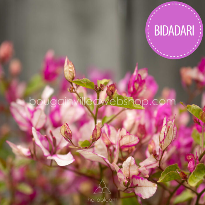 forróságtűrő napkedvelő déli fekvésű trópusi virágzó növény eladó Bidadari bougainvillea